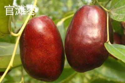 山西省襄汾縣的特產(chǎn)，有中國最大的地黃藥材營銷基地