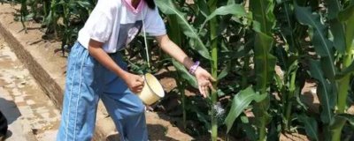 夏玉米栽培施肥技術(shù)，在有機肥的基礎(chǔ)上合理施用氮、磷、鉀