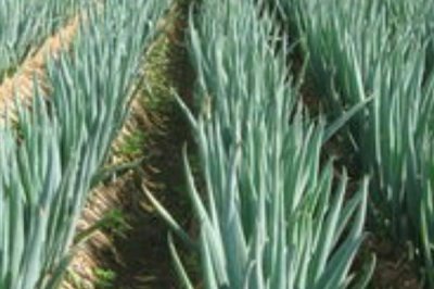 雨天如何通過噴藥防治蔥銹病，在藥液中添加洗衣粉可增強(qiáng)防效