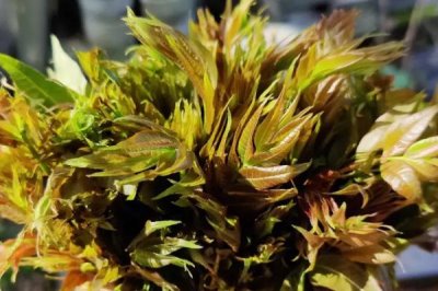 目前哪些野菜有種植前景，蘆蒿、莧菜、苦菜等品種均可種植