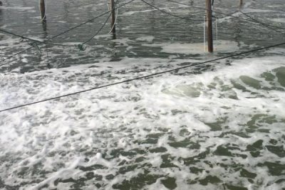 淡水蝦的種類，日本沼蝦、羅氏沼蝦等為主要養(yǎng)殖品種