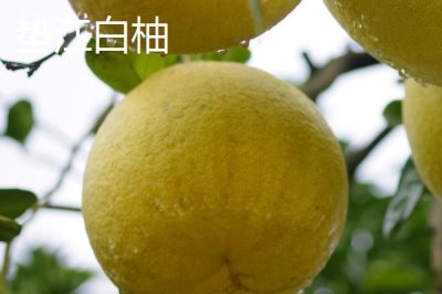 重慶市墊江縣的特產(chǎn)，是聞名全國的丹皮之鄉(xiāng)