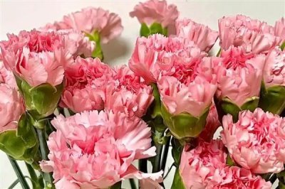 康乃馨的花語，寓意母愛之情、尊敬之情等