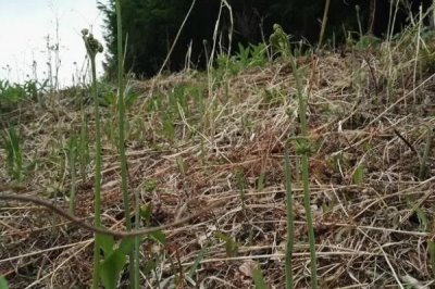 種植蕨菜的效益，畝收益可達到12000-16000元左右