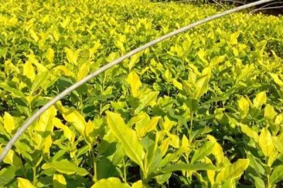 黃金茶的價格，具體售價受到產(chǎn)地、茶葉等級的影響