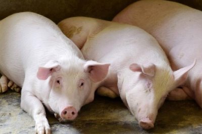 家畜飼養(yǎng)的情況，大多數(shù)企業(yè)都處于傳統(tǒng)粗放型的發(fā)展?fàn)顟B(tài)