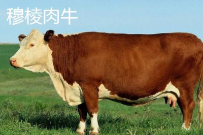 黑龍江省依安縣的特產(chǎn)，包括依安紫花油豆角、依安甜菜等種類
