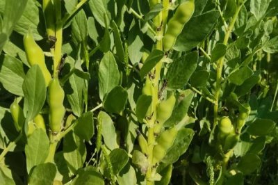 蠶豆的種植方法，播種后需及時(shí)灌溉