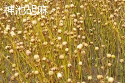 山西省渾源縣的特產(chǎn)，包括恒山黃芪、渾源燒酒、北芪菇等種類