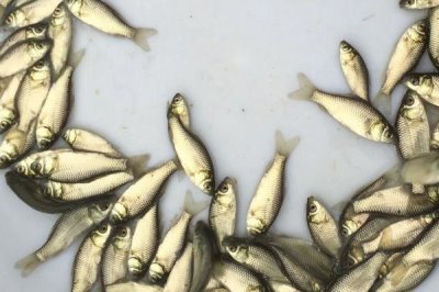 中科五號(hào)鯽魚苗的價(jià)格，一尾需要0.2-0.3元左右
