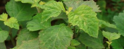 廣東種植哪些藥材能掙錢，可種植砂仁、益智、廣藿香等品種