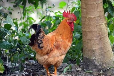 常見的家禽種類，一般是以卵、肉、羽毛等的生產(chǎn)為目的