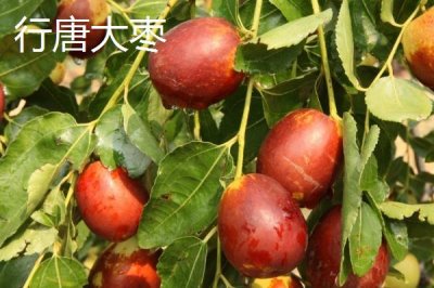 河北石家莊有哪些特色水果，著名特產(chǎn)包括雪花梨