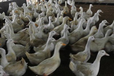 肉鴨應(yīng)激飼養(yǎng)要點(diǎn),夏季要注意通風(fēng)