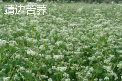 陜西靖邊縣的特產(chǎn)，靖邊馬鈴薯符合無公害甚至綠色食品標準