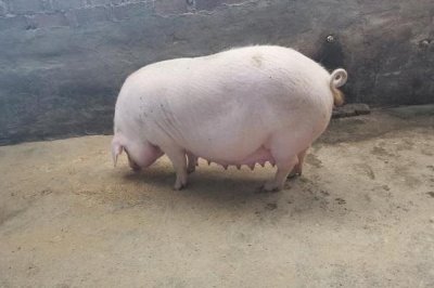 母豬的飼養(yǎng)方法，初產(chǎn)母豬妊娠初期以青粗飼料為主