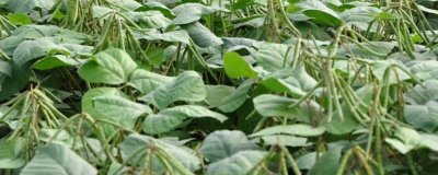 綠豆田的三棱草如何防除，可以選用滅草松