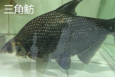 鳊魚的產(chǎn)地，主要分布于長江中、下游附屬中型湖泊