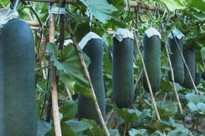 冬瓜對(duì)光照的要求，最好達(dá)到10-12小時(shí)