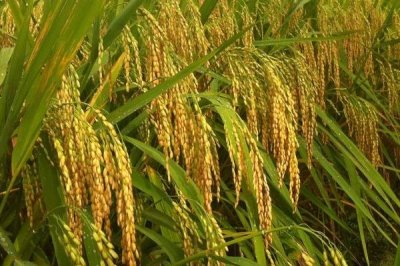 隆兩優(yōu)1353水稻種子特點，每畝有效穗數(shù)16.2萬穗
