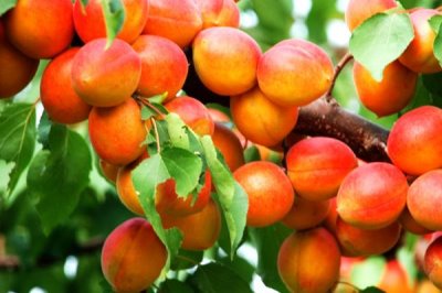 杏的價(jià)格，通常在6-7月份成熟