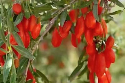 枸杞主產(chǎn)于哪些省份，寧夏、內(nèi)蒙古、甘肅、河北等省份是主產(chǎn)地