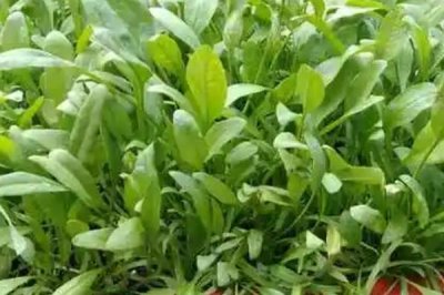 菠菜的種植時(shí)間，春菠菜在3月播種