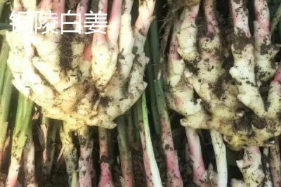 生姜種子的價格，一斤需要5-15元左右