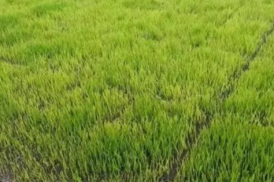 水稻立枯病的防治方法，一定要精心選種與曬種