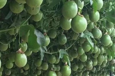 百香果的產(chǎn)地，原產(chǎn)于大、小安的列斯群島