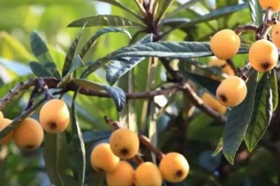 浙江臺州的特產(chǎn)，包括仙居番薯干、天臺山蜜橘、重陽糕等種類