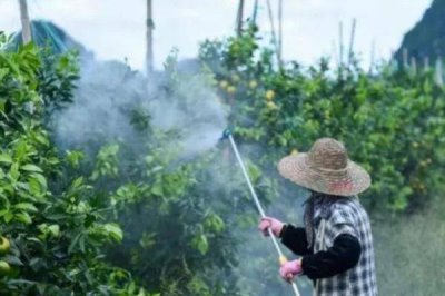 什么時候打葉面肥效果好，在下午4點之后使用效果比較好