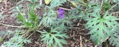 野老鸛草的發(fā)生特點，常生于田野中與植物爭奪水分養(yǎng)分