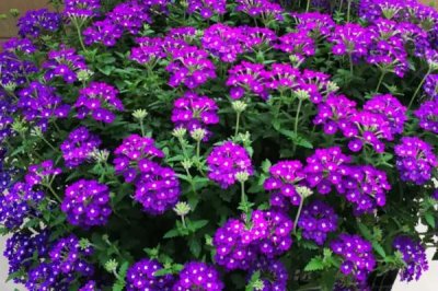 白色花卉品種，包括水仙花、梔子花、茉莉花等種類