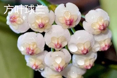 球蘭怎么養(yǎng)殖以及要注意什么，需按照“見干見濕”的原則提供水分