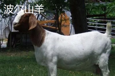 哪些羊適合在南方地區(qū)養(yǎng)，黑山羊、南江黃羊、黃淮山羊等品種均可養(yǎng)殖