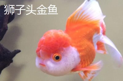 買金魚去哪里買，選擇正規(guī)的市場(chǎng)購(gòu)買較好