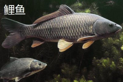 3.0號主線1.5號子線能釣多大的魚，魚情決定魚的大小
