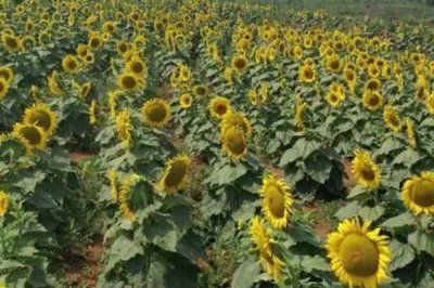 怎么防治油葵菌核病，播種前可用菌核凈、萎銹靈等藥物拌種