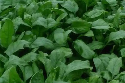 菠菜的種植時(shí)間，春菠菜在3月播種