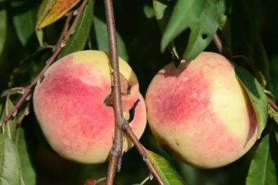 東豐冬桃的產(chǎn)地，分布于安徽、云南、貴州、四川等地