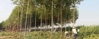 桉樹的施肥技巧，掌握施肥方法合理追肥
