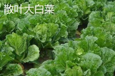 大白菜產(chǎn)品的發(fā)展趨勢，加工專用品種將成為育種目標(biāo)之一