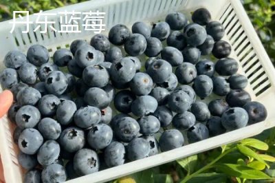 遼寧省丹東市的特色水果，夏家村草莓達(dá)到無(wú)公害綠色食品標(biāo)準(zhǔn)