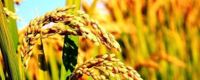 福兩優(yōu)366水稻種簡介，全生育期119～153天