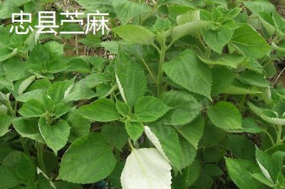 重慶市忠縣的特產(chǎn)，全國文明城市