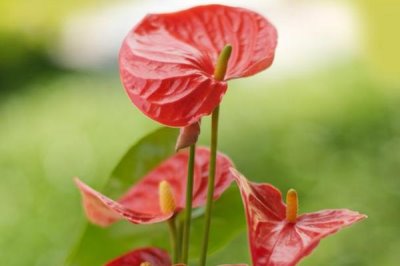 紅掌有什么特點(diǎn)，葉子通常從基部生出的