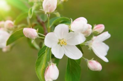 蘋(píng)果高產(chǎn)園怎么施肥用藥，萌芽至開(kāi)花前第一遍用藥
