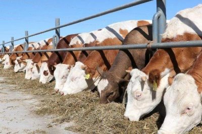 牛吃什么飼料可以快速拉骨架，玉米、豆粕、麥麩皆為適宜選擇