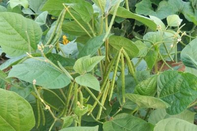 綠豆田的三棱草如何防除，可以選用滅草松